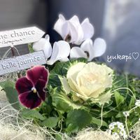 クリスマスローズ,ガーデンシクラメン,葉牡丹,ビオラ,クリスマスローズ マリアの画像