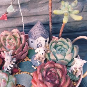 乙女心,多肉植物,多肉寄せ植え,エケベリア属,多肉箱庭の画像