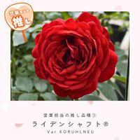 バラ,バラ　ライデンシャフト®,つるバラ,赤いバラ,京成バラ園芸の画像