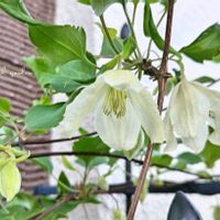 カモミール,クレマチス,ジャーマンカモミール,クレマチス ジングルベル,冬咲きクレマチスの画像