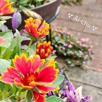 ガイラルディア,観賞用トウガラシ,寄せ植え,ガーデニング,寄植えの画像