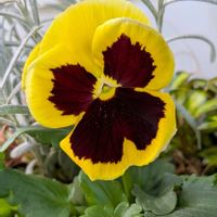 パンジー,パンジー,小菊,11月7日早朝のお月様,寄せ植えの画像