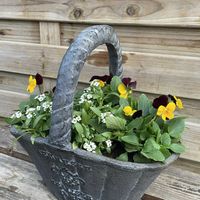 アリッサム,ビオラ,寄せ植え,小花会,みんな最高の画像