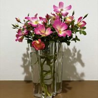 つるバラ ピンクカクテル,ピンクカクテル,ガラスの花瓶,イッタラ,お気に入りの花瓶の画像