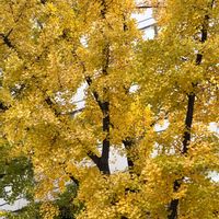 イチョウ,花束,旅行先,紅葉（こうよう）の画像