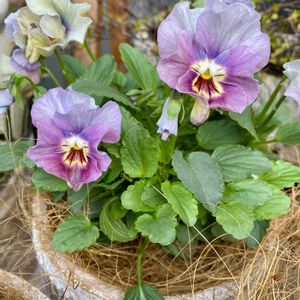 ブルーサルビア,ビオラ,アガスターシェ,パンジー ローブドゥアントワネット,ビオラ　ヴィオレッタの画像