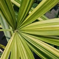 シュロチクの画像