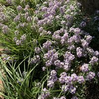 アリッサム,キク,シラン,ムスカリ,ダイヤモンドリリーの画像