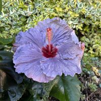 ジニア,ニチニチソウ,ヘリオトロープ,ハイビスカス  デニムブルー,ビンカブラックベリーの画像