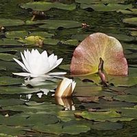 スイレン,花壇の画像