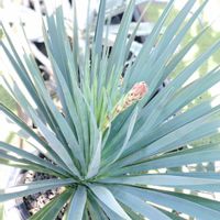 ユッカ,ユッカ　ブルーセントリー,ユッカ　ブルーセントリー,ユッカ　ブルーセントリー,リュウゼツラン科の画像