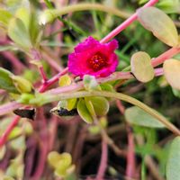 ポーチュラカの画像