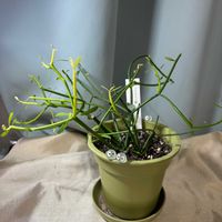 ミルクブッシュ,多肉植物,ユーフォルビア,窓際多肉ちゃんの画像