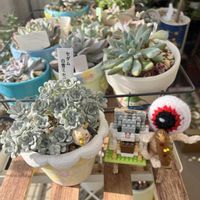 白雪ミセバヤ,ペトペンチア ナタレンシス,アガベ・チタノタドワーフ,日日是好日,毎月7日はアガベの日の画像