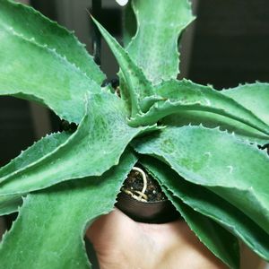 アガベ,マンガベ☆,マンガベ  フォーリングウォーター,多肉植物,観葉植物の画像