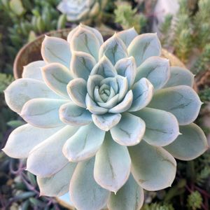 ゴーラム,メキシカンスノーボール,センペルビウム,100均多肉。,多肉大好きの画像