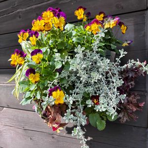 ビオラ,寄せ植え,ハンギングバスケット,ハンギング,みんな仲良く♪の画像