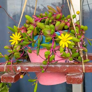 花芽,可愛い♥️,ぷくぷく,大好き♥️,花の画像