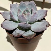 ももりん,多肉のある暮らし,防寒対策,もらいもの,多肉の土の画像