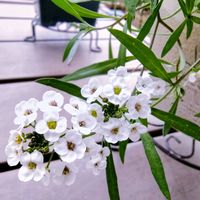 アリッサム,バラ,スーパーアリッサム,ガーデニング,ナチュラルガーデンの画像