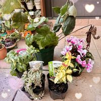 シクラメン,ガーデンシクラメン,テイカカズラ,秋明菊,秋明菊の画像