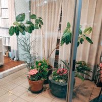 フィカス・プミラ,フィカス　ウンベラータ,フィカス　ウンベラータ,フィカス・アルテシマ,フィカス アブチリフォリアの画像