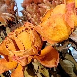 ドライフラワー,お出かけ先の画像