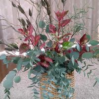 ハイビスカス,ユーカリ,借りてる畑,花オクラ,花オクラの画像