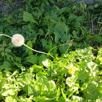 山茶花,タンポポ,アレチハナガサの画像