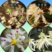 ユキノシタ,ハルユキノシタ,ジュウモンジソウ,ユキノシタ科,今日のお花の画像