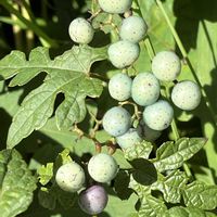 ススキ,カンアオイ,アオツヅラフジ,ノハラアザミ,キレハノブドウの画像