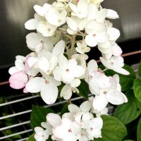 ノリウツギ,ノリウツギファイヤーライト,鉢植え,庭の画像