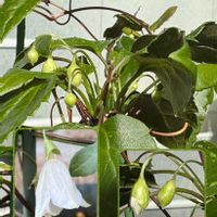 オキザリス,クレマチス,ネメシア,フジバカマ,ランタナの画像