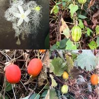 アサガオ,アサガオ,アジュガ,カラスウリ,カラスウリの画像