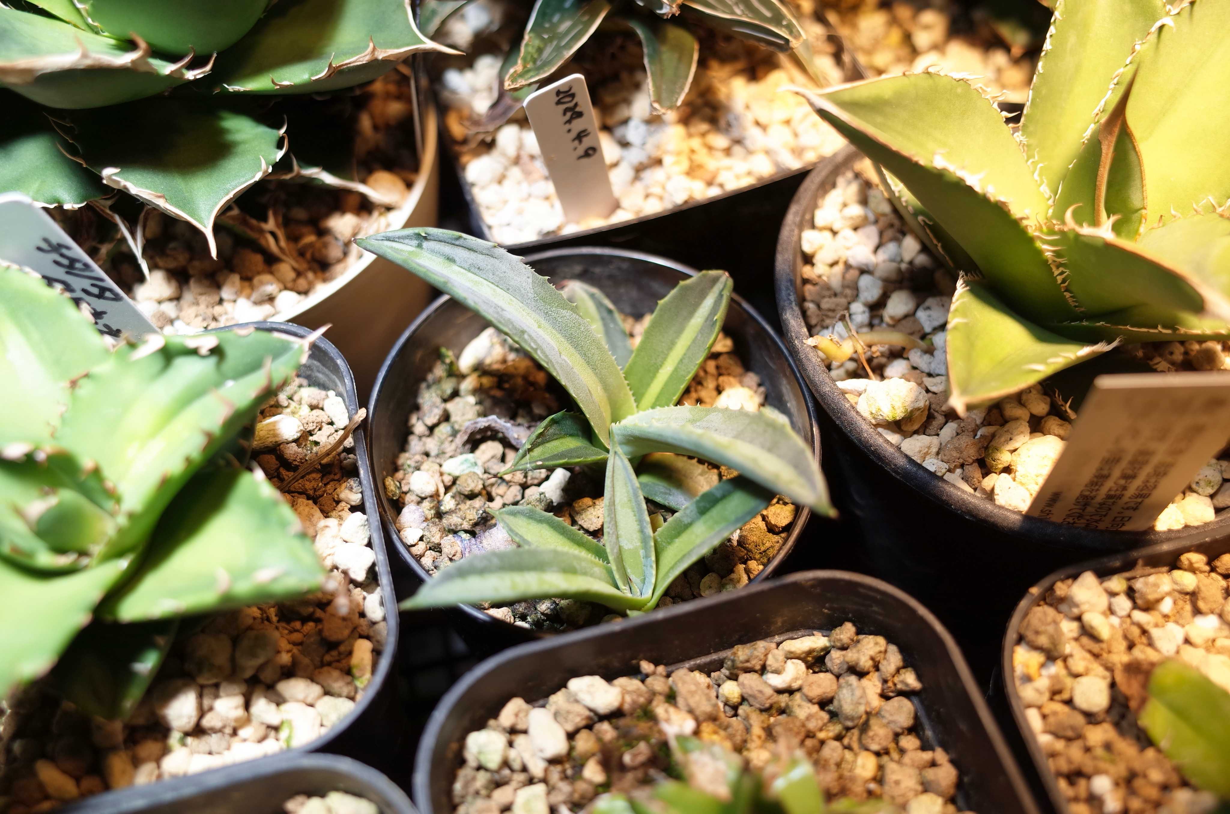 アガベ プロトアメリカーナ レモンライムの一覧｜🍀GreenSnap