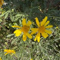 ユリオプスデージーの画像