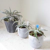 ディッキア・シルバーサーファー,多肉植物,観葉植物,ディッキア,グリーンインテリアの画像