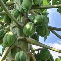 パパイアの画像