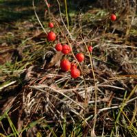 スズラン,山野草,野草,有毒植物の画像