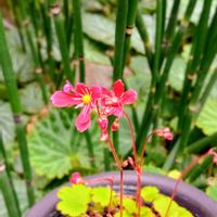 ダイモンジソウ,トクサ,盆栽,祈り,お家園芸の画像