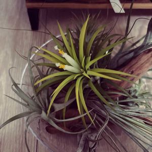 フィロデンドロン・セローム,アグラオネマ,イオナンタ,亀甲竜,アデニウムの画像