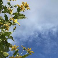 キクイモ,ローゼル,菊芋,キクイモモドキ,スマホ撮影の画像