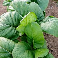 アケビ,アケビ,パプリカ,水菜,小松菜の画像