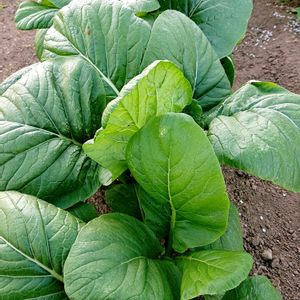 アケビ,アケビ,パプリカ,水菜,小松菜の画像