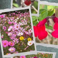 ガーベラ,コスモス,コスモス,ニチニチソウ,バコパの画像