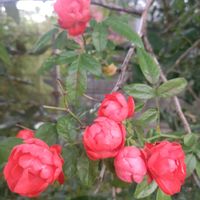 つるバラ　珠玉,放置栽培,バラを楽しむ,私の癒し,お花のある暮らしの画像