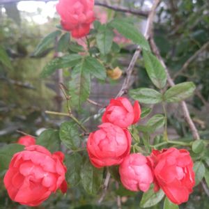 つるバラ　珠玉,放置栽培,バラを楽しむ,私の癒し,お花のある暮らしの画像