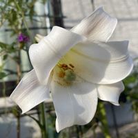 シバザクラ,ラムズイヤー,ポリゴナム（ヒメツルソバ）,タカサゴユリ,ルメックスの画像