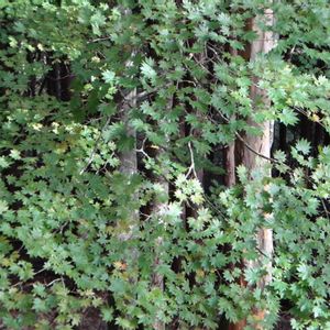 コハウチワカエデ,樹木の画像