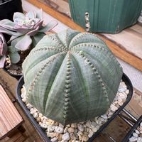 オベサ,ユーフォルビア属,多肉植物,多肉植物のある暮らし,多肉の花芽の画像